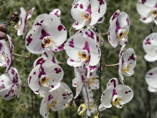 Orchid Grower «Orchid Dynasty», reviews and photos, 959 900 S, Salt Lake City, UT 84105, USA