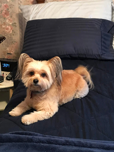 Inland Valley Veterinary Specialists image