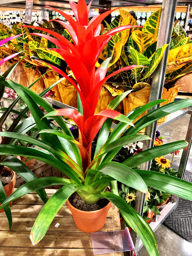 Supermarket «Fork Lift by Nugget Markets», reviews and photos, 3333 Coach Ln, Cameron Park, CA 95682, USA