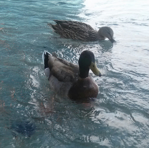 Art Center «Tempe Center for the Arts», reviews and photos, 700 W Rio Salado Pkwy, Tempe, AZ 85281, USA