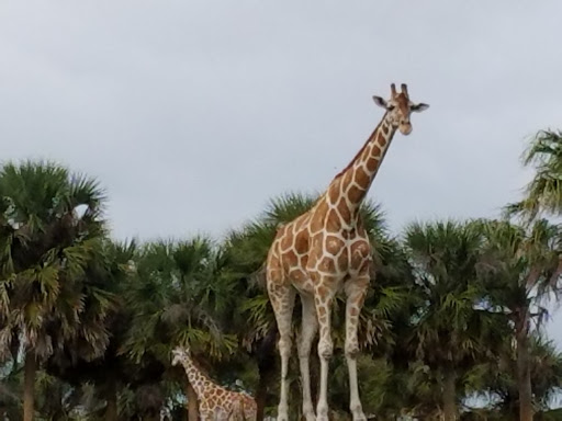 Tourist Attraction «Busch Gardens Main Entrance», reviews and photos, 9449 N 40th St, Tampa, FL 33617, USA