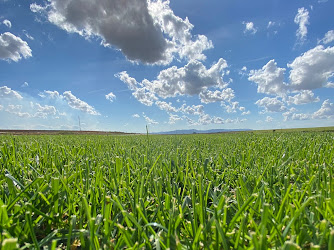 Gürçim Hazır Rulo Çim Üretim Tesisleri