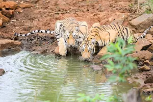 Tadoba Andhari Tiger Reserve image