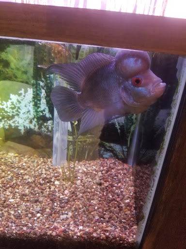 Live Music Venue «Backstage on Broadway», reviews and photos, 3764 Broadway, Gary, IN 46408, USA