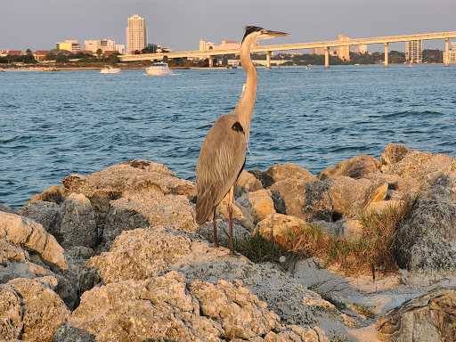 Park «Sand Key Park», reviews and photos, 1060 Gulf Blvd, Clearwater, FL 33767, USA