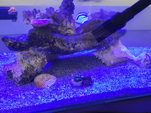 Tropical Fish Store «Fintastic Aquariums», reviews and photos, 3305 NW Main Ave, Jensen Beach, FL 34957, USA