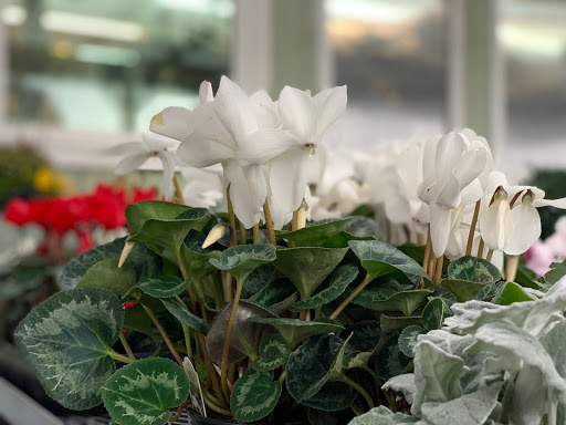 Garden Center «Kent East Hill Nursery», reviews and photos, 11644 SE 240th St, Kent, WA 98031, USA