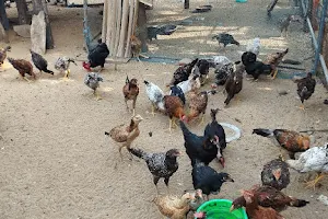 Leena Poultry Farm-Chicken Shop image