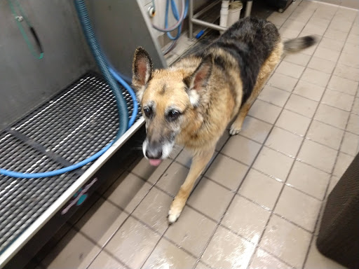 Pet Supply Store «Pet Supplies Plus», reviews and photos, 5418 N Blackstone Ave, Fresno, CA 93710, USA