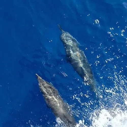 Nager avec les dauphins en france bateau Annett à Mandelieu-la-Napoule