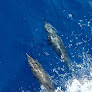Nager avec les dauphins en france bateau Annett Mandelieu-la-Napoule