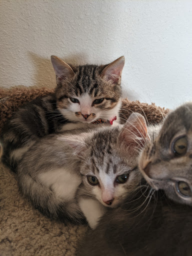 Thrift Store «Companion Animal Foundation», reviews and photos, 88 Sunnybrae Center, Arcata, CA 95521, USA