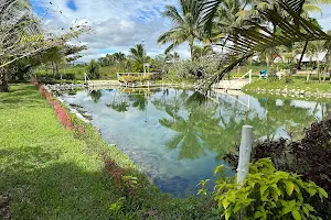 Sabeto Hot Spring Mud Pool and Tours image