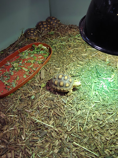 Pet Store «Zookeeper Exotics», reviews and photos, 9012 Research Blvd, Austin, TX 78758, USA