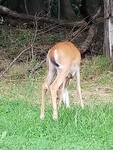 Park «Fort Circle Park», reviews and photos, Minnesota Ave SE, Washington, DC 20019, USA