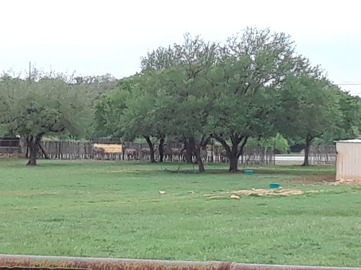 Zoo «The Exotic Resort Zoo», reviews and photos, 235 Zoo Trail, Johnson City, TX 78636, USA