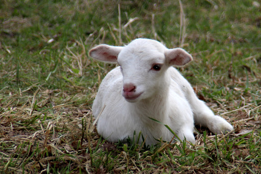 Nature Preserve «Brunner Family Forest Preserve», reviews and photos, 18N681 State Rte 31, Carpentersville, IL 60110, USA