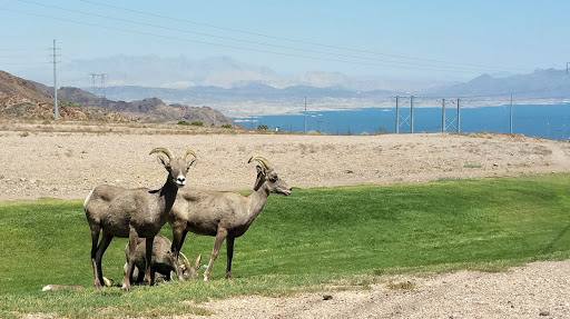 National Park «Lake Mead National Recreation Area Headquarters», reviews and photos, 601 Nevada Way, Boulder City, NV 89005, USA
