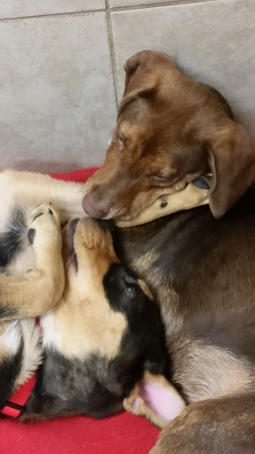 Pet Supply Store «Petco Animal Supplies», reviews and photos, 420 Harry L Dr #2, Johnson City, NY 13790, USA