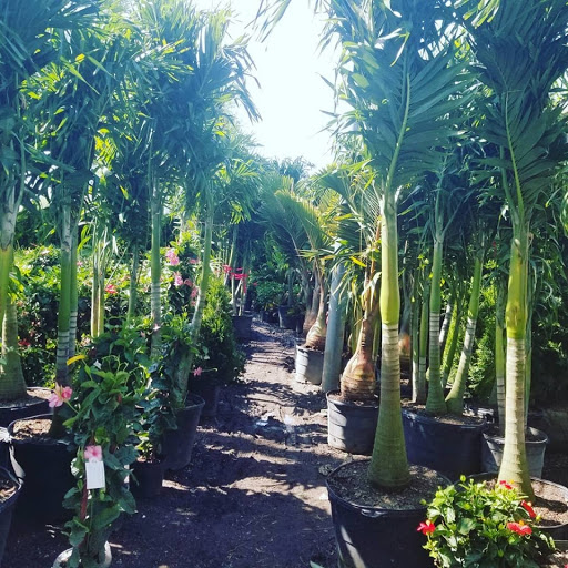 Garden Center «Westminster Nursery & Florist», reviews and photos, 30 Westminster Rd, West Hempstead, NY 11552, USA