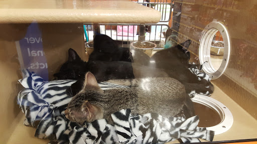 Pet Supply Store «PetSmart», reviews and photos, 19320 Nordhoff Way, Northridge, CA 91324, USA