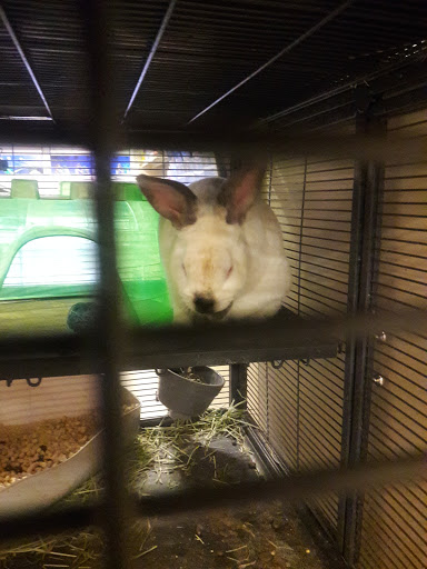 Pet Supply Store «PetSmart», reviews and photos, 7290 W Bell Rd, Glendale, AZ 85308, USA