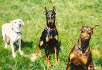 Tender Heart Pet Sitting - Photo 1 - Car repair in Kaukauna, WI, Appleton