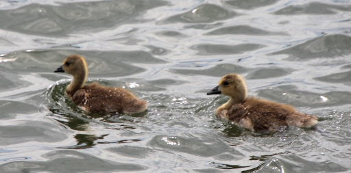 Park «Seamans Neck Park», reviews and photos, 2700 S Seamans Neck Rd, Seaford, NY 11783, USA