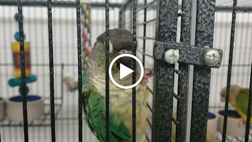 Pet Store «Birds & Beasts Pet Shop», reviews and photos, 35 Berkshire Dr # 18, Crystal Lake, IL 60014, USA