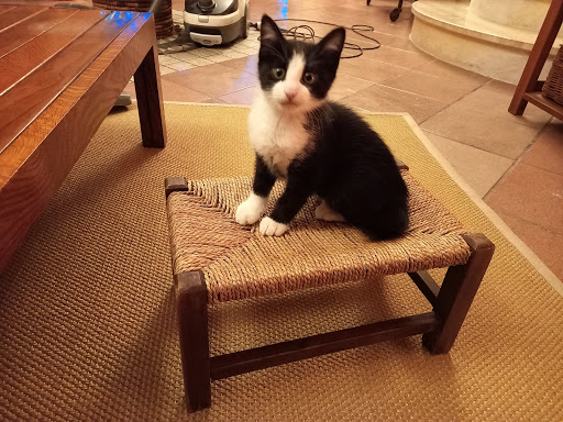 Pensioni per cani e dog hotel a Clinica Veterinaria Melegnano