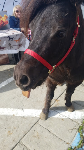 Pet Supply Store «Western Ranch & Pet Supply», reviews and photos, 103 Aegean Way, Vacaville, CA 95687, USA