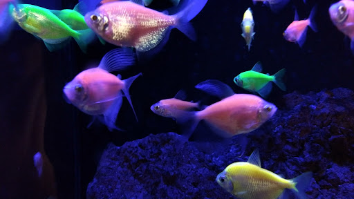 Pet Supply Store «Petco Animal Supplies», reviews and photos, 8010 Wedgewood Ln N, Maple Grove, MN 55369, USA