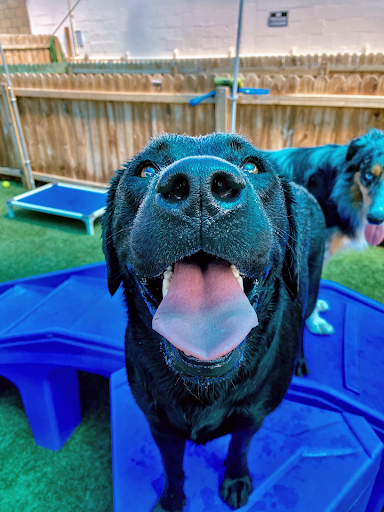 Pet Store «Bark Life Market», reviews and photos, 11220 Park Blvd N, Seminole, FL 33772, USA