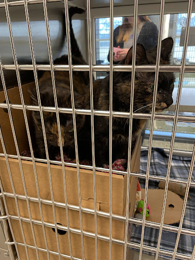 Animal Shelter «KC Pet Project - Main Adoption Center», reviews and photos