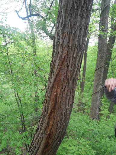 Park «Seton Falls Park», reviews and photos, E 233rd St, Bronx, NY 10466, USA