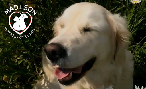 Madison Veterinary Clinic image