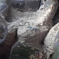 Stinger Exterminating - Photo 3 - Car repair in , Houma