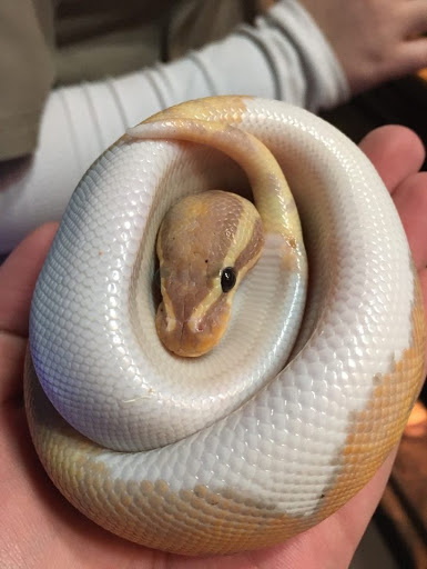 Pet Store «Petland», reviews and photos, 351 Diederich Blvd, Ashland, KY 41101, USA