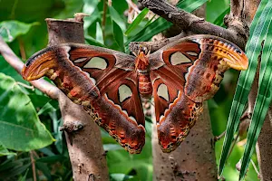 Vlindersafari image