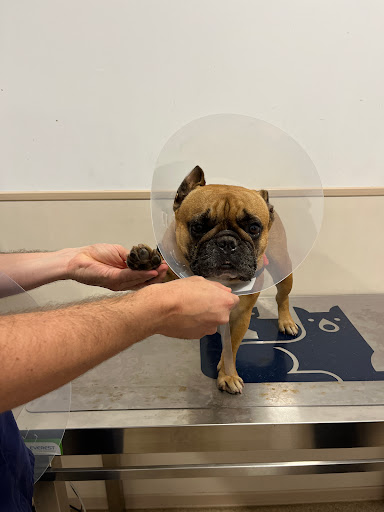 Anicura Lauro Hospital Veterinari en Corró d'Avall