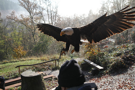 Greifvogelpark Saarburg unter Saarburg, 