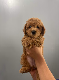 Banfield Pet Hospital - Photo 9 - Car repair in Lexington, KY, Lexington