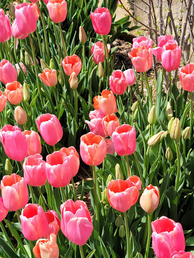 Botanical Garden «Botanical Gardens-Heritage Pk», reviews and photos, 411 Ball St, Grapevine, TX 76051, USA