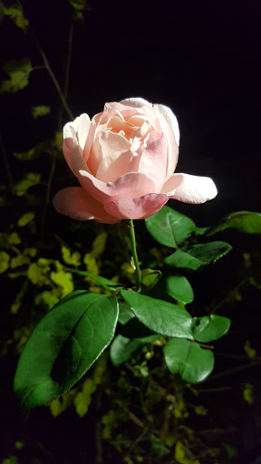 Florist «Aspen Hill Florist», reviews and photos, 3833 Aspen Hill Rd, Silver Spring, MD 20906, USA