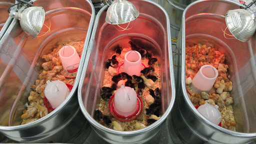 Home Improvement Store «Tractor Supply Co.», reviews and photos, 134 Bridge St, Pelham, NH 03076, USA