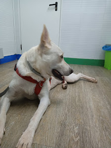 Foto 2 de Vetzoo, S.L. Clínica Veterinària - fuente Perro