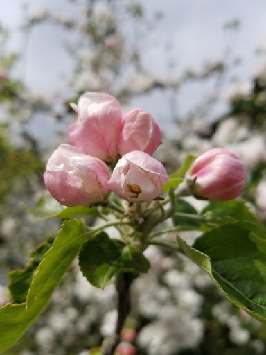 Park «Schmitz Preserve Park», reviews and photos, 5551 SW Admiral Way, Seattle, WA 98116, USA