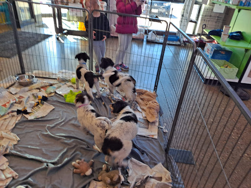 Animal Shelter «One of A Kind Pet Rescue», reviews and photos, 1929 W Market St, Akron, OH 44313, USA