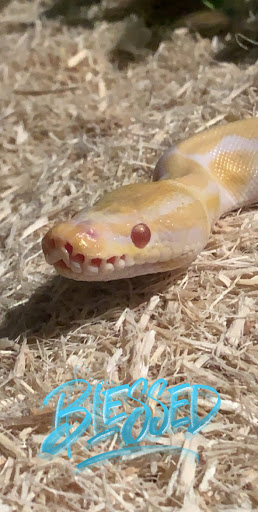 Reptile Store «Pets & Things», reviews and photos, 44825 Van Dyke, Utica, MI 48317, USA