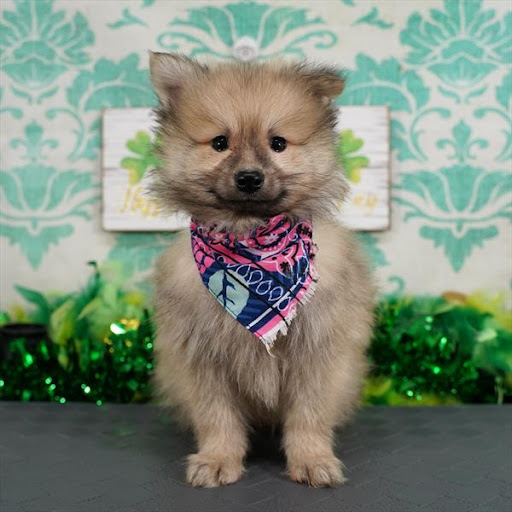 Pet Store «Pet Planet», reviews and photos, 11968 S Redwood Rd, Riverton, UT 84065, USA